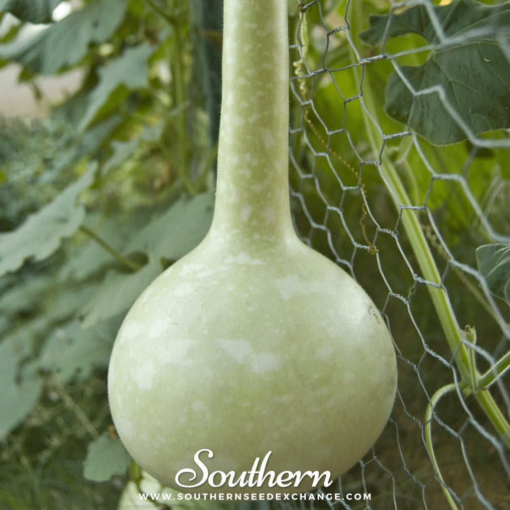 Dipper Gourd – 15 Seeds