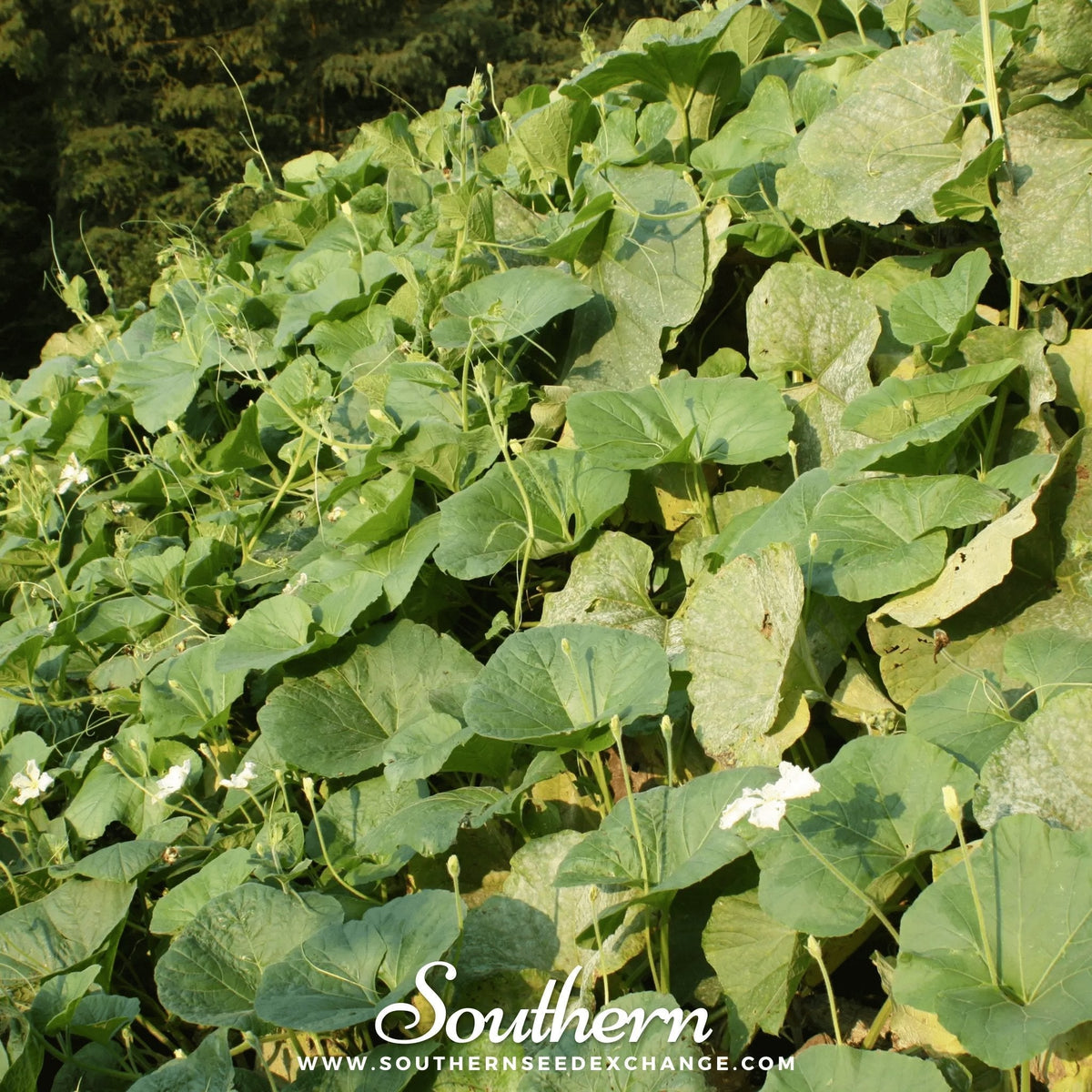 Dipper Gourd – 15 Seeds
