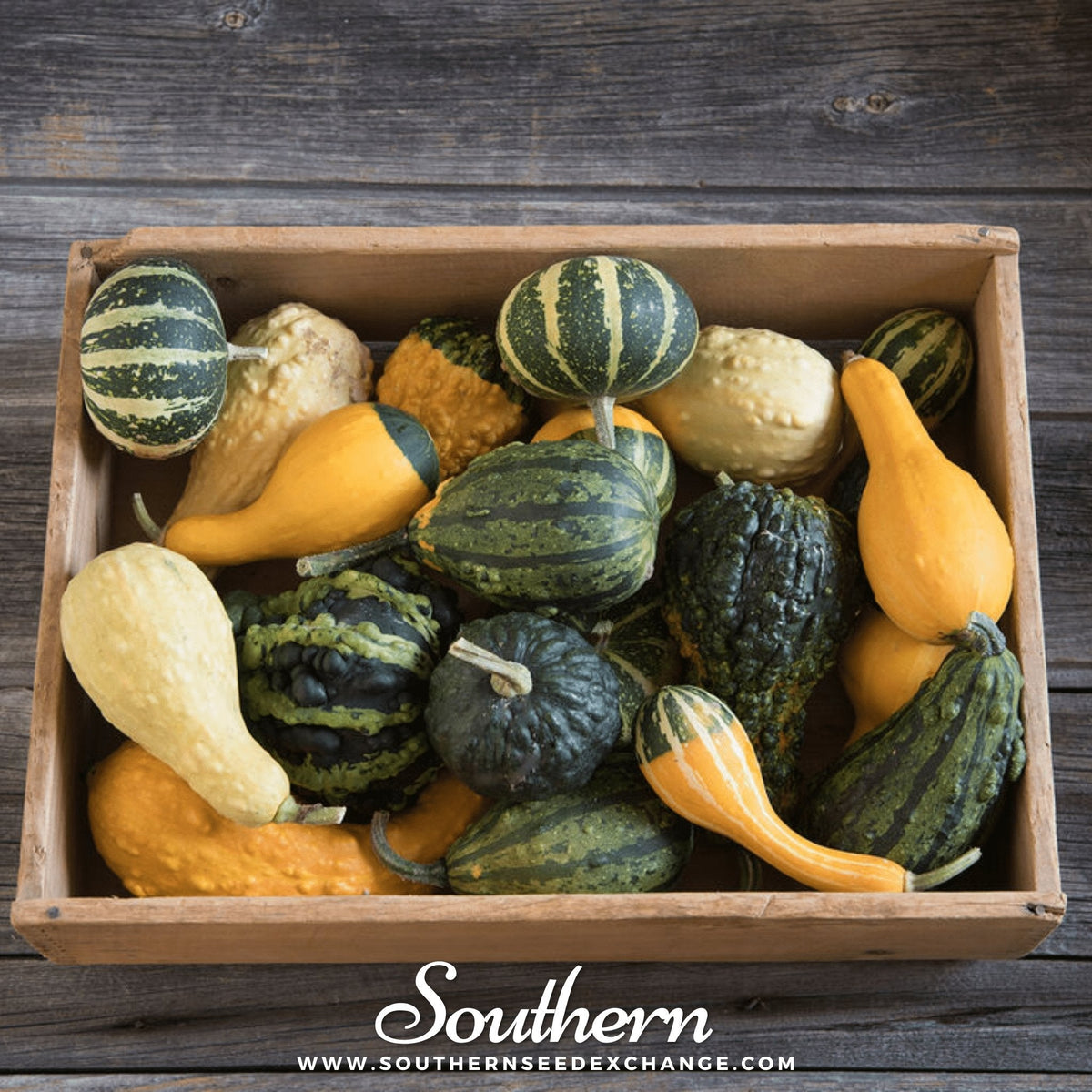 Small Gourd Mix – 20 Seeds