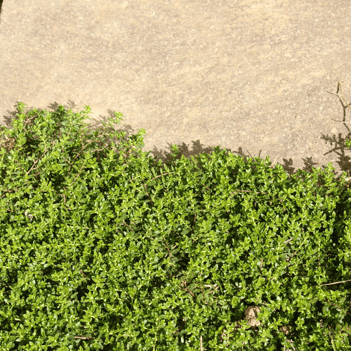 Green Carpet Rupturewort – 100 Seeds