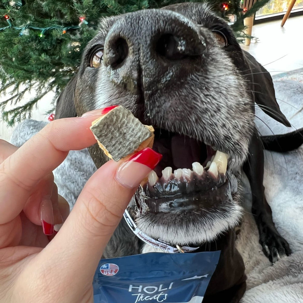 Wild Caught Salmon Dog Treats