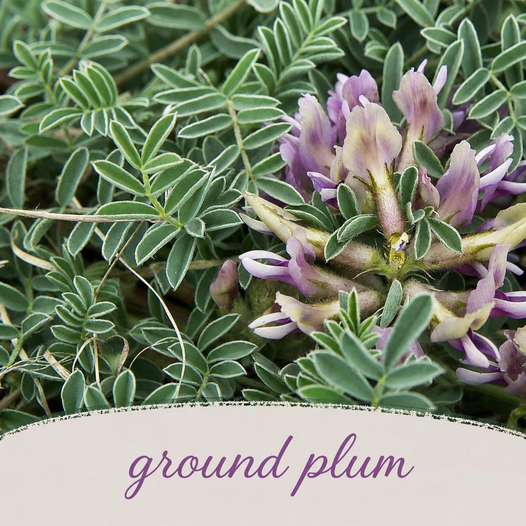 Backyard Bird Wildflower XL Bundle | Tall & Short Mini Mixes and Backyard Bird Buffet  | Prairie Legacy Inc.