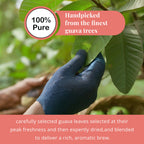 Guava Leaf Tea Bags – 50 Count | Caffeine-Free Herbal Tea