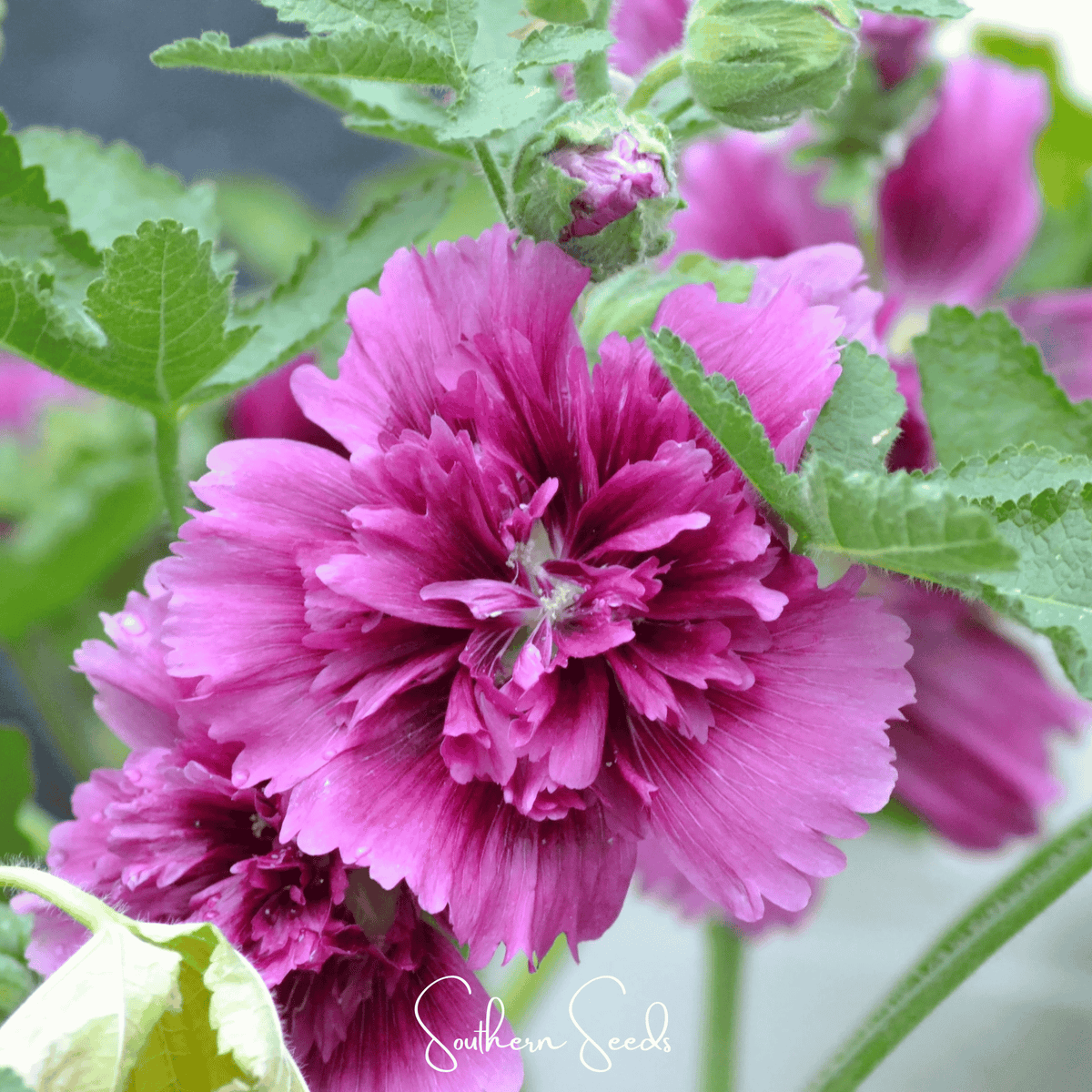 Queeny Purple Hollyhock – 25 Seeds