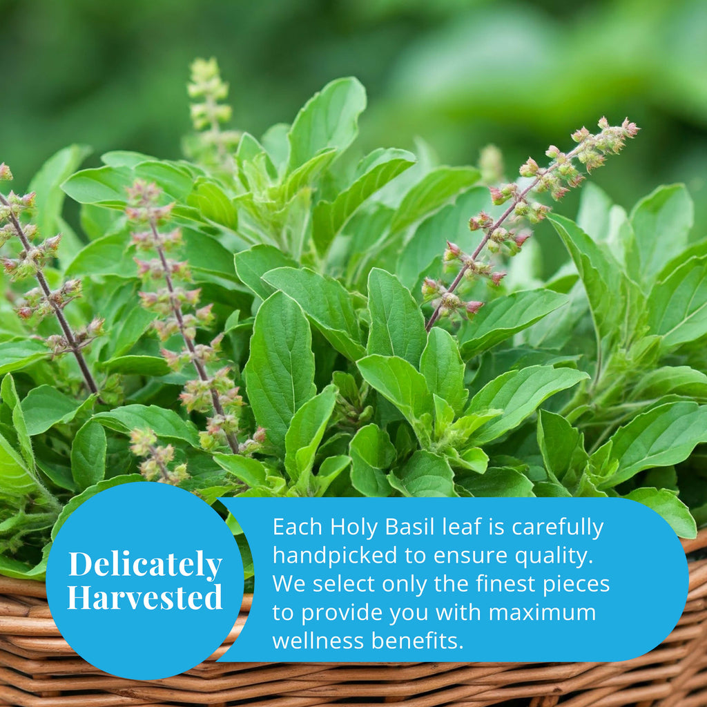 Dried Holy Basil Leaves 2.6 oz | Tulsi Tea | Akshit