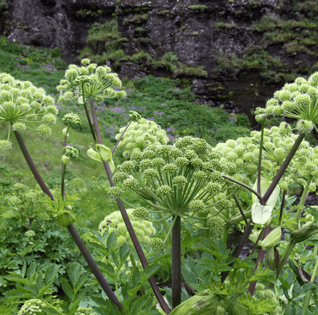 Holy Ghost Angelica – 50 Seeds