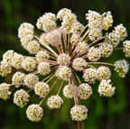 Holy Ghost Angelica – 50 Seeds