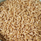 Organic Rolled Hard White Winter Wheat | Pack of 2 | 25 lb | Non-GMO | Grain Place Foods