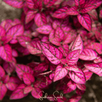 Splash Select Red Hypoestes – 25 Seeds