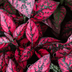 Splash Select Red Hypoestes – 25 Seeds