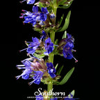 Blue Hyssop – 200 Seeds