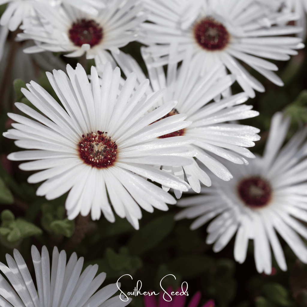 Gelato White Ice Plant – 200 Seeds