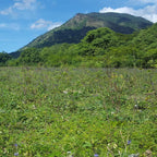 Jamaican Blue Vervain (Wildcrafted)
