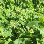 Jamaican Guaco Mikania (Wildcrafted, Air-Dried, Dr Sebi Approved Alkaline Herb)