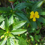 Jamaican Damiana | Ram Goat Dash Along