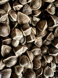 Ripkitty Premium Moringa Oleifera Seeds - The Miracle Tree (Drumstick)