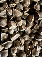 Ripkitty Premium Moringa Oleifera Seeds - The Miracle Tree (Drumstick)