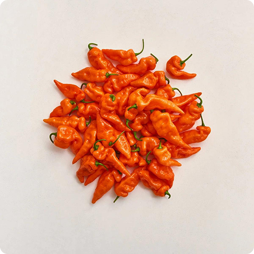 Pile of bright orange chili peppers on a white background