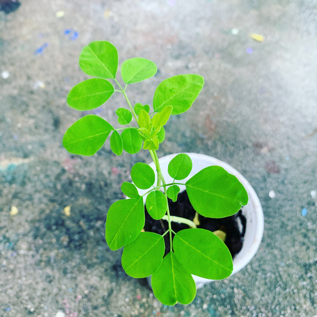 Ripkitty Premium Moringa Oleifera Seeds - The Miracle Tree (Drumstick)