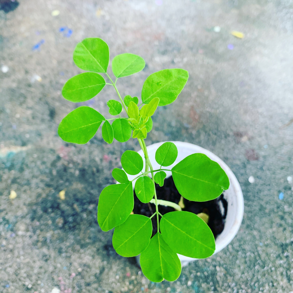 Ripkitty Premium Moringa Oleifera Seeds - The Miracle Tree (Drumstick)