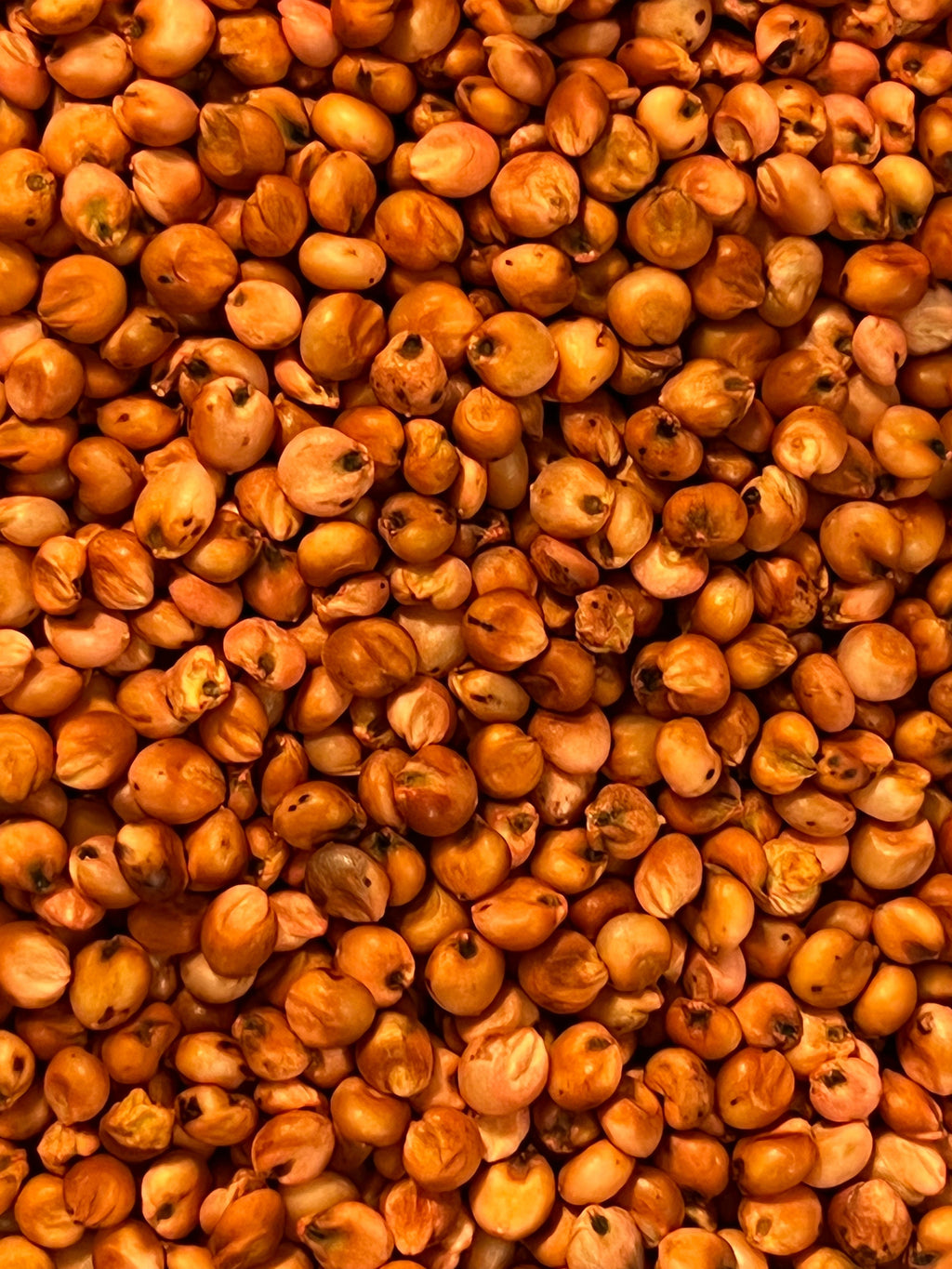 Ripkitty Premium Red Milo Sorghum Seeds (Sorghum Bicolor) | Drought-Tolerant Cover Crop