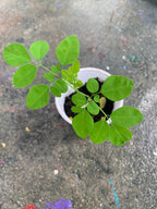 Ripkitty Premium Moringa Oleifera Seeds - The Miracle Tree (Drumstick)