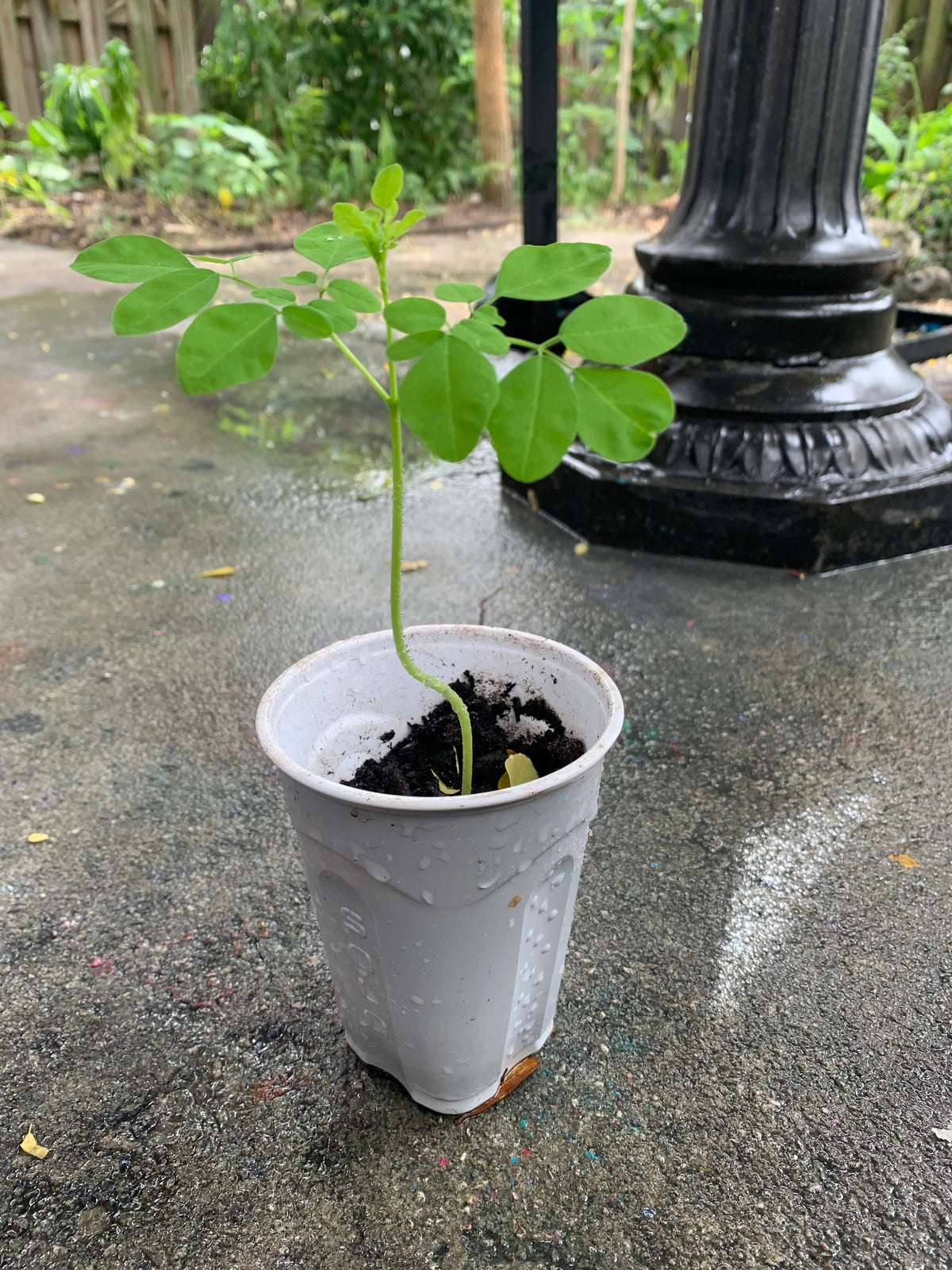 Ripkitty Premium Moringa Oleifera Seeds - The Miracle Tree (Drumstick)
