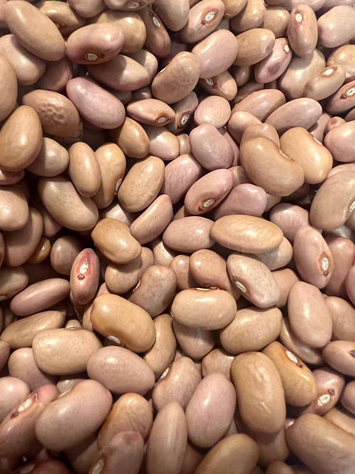 Ripkitty Premium O'odham Pink Bean Seeds | Heirloom Desert Legume