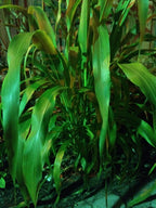 Ripkitty Premium Red Milo Sorghum Seeds (Sorghum Bicolor) | Drought-Tolerant Cover Crop