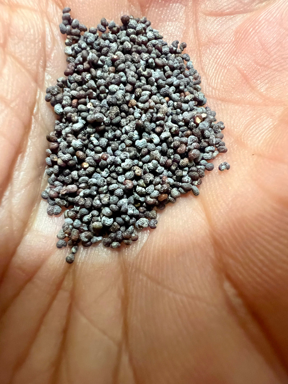 Ripkitty Premium Blue Poppy Seeds | Ornamental Spanish Garden Flowers