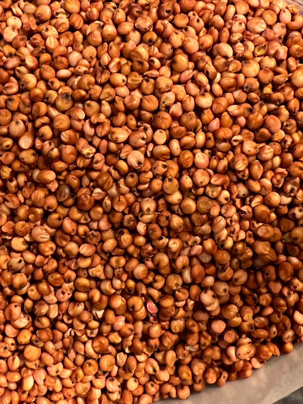 Ripkitty Premium Red Milo Sorghum Seeds (Sorghum Bicolor) | Drought-Tolerant Cover Crop