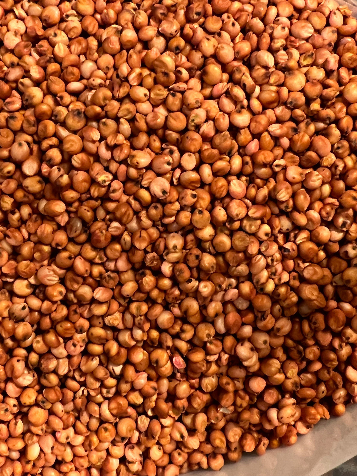 Ripkitty Premium Red Milo Sorghum Seeds (Sorghum Bicolor) | Drought-Tolerant Cover Crop