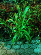 Ripkitty Premium Red Milo Sorghum Seeds (Sorghum Bicolor) | Drought-Tolerant Cover Crop