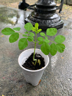 Ripkitty Premium Moringa Oleifera Seeds - The Miracle Tree (Drumstick)