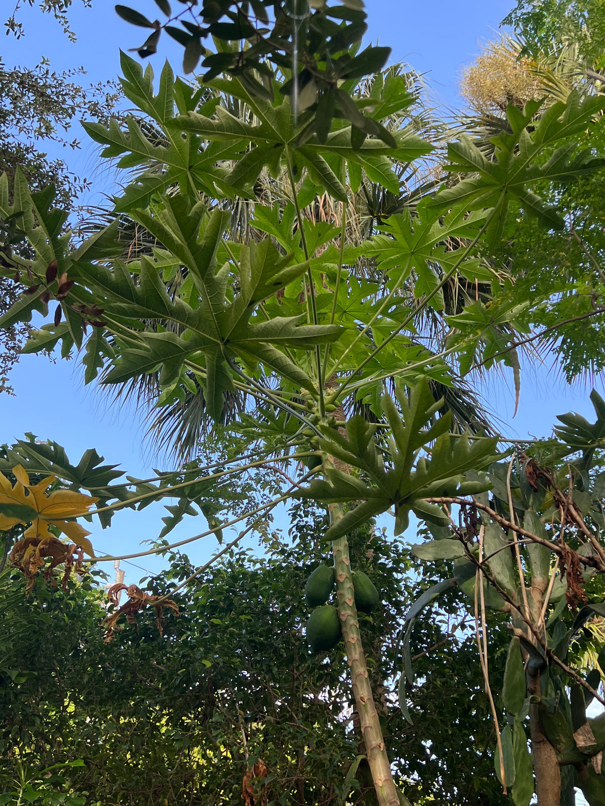 Ripkitty Premium Florida Papaya Seeds (Carica Papaya) | Tall Tropical Fruit Tree