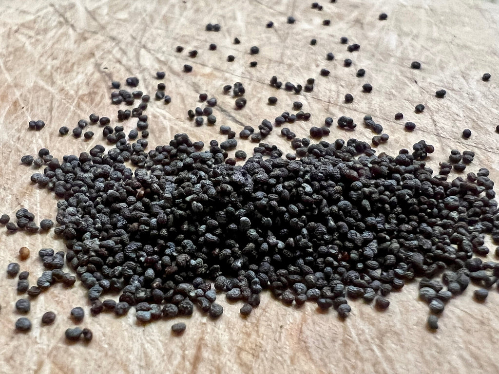 Ripkitty Premium Blue Poppy Seeds | Ornamental Spanish Garden Flowers