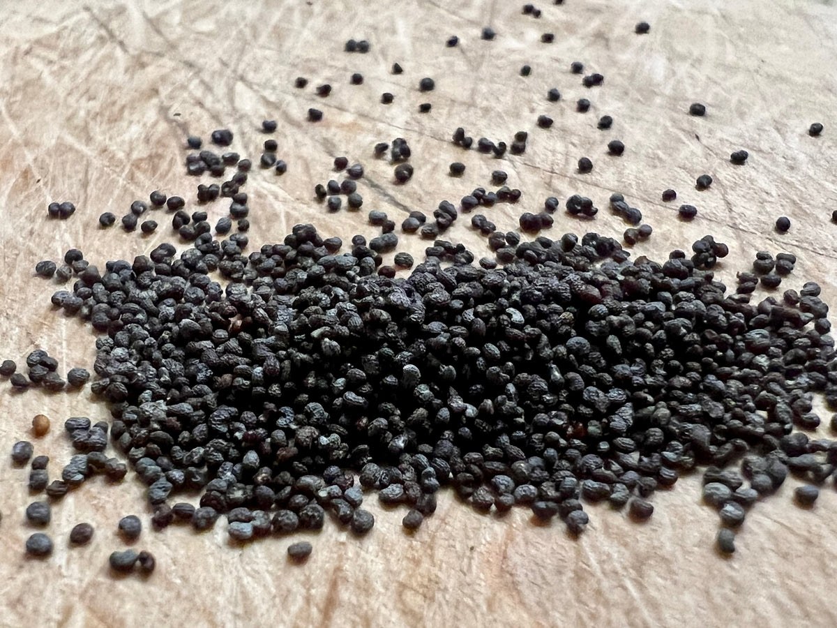 Ripkitty Premium Blue Poppy Seeds | Ornamental Spanish Garden Flowers