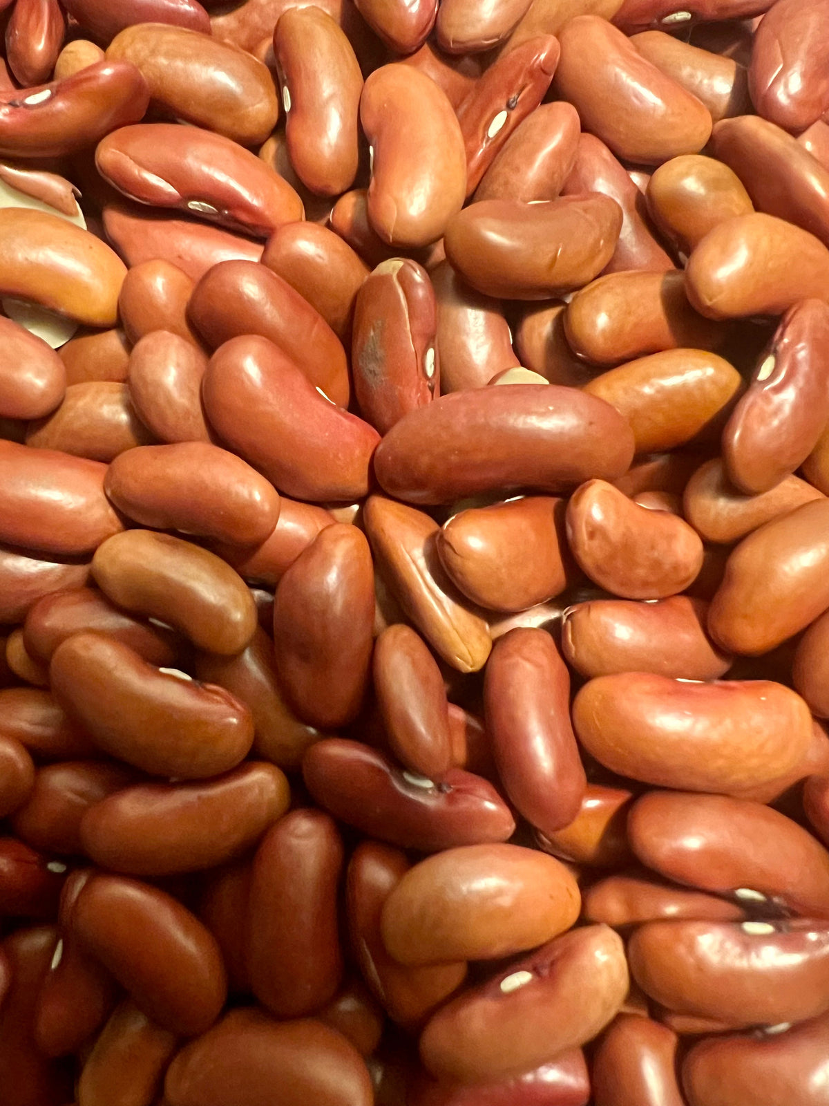 Ripkitty Premium Red Kidney Bean Seeds | Drought-Tolerant Garden Legumes