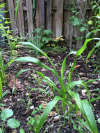 Ripkitty Premium Red Milo Sorghum Seeds (Sorghum Bicolor) | Drought-Tolerant Cover Crop
