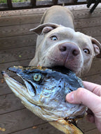 Salmon Head (2 Halves)