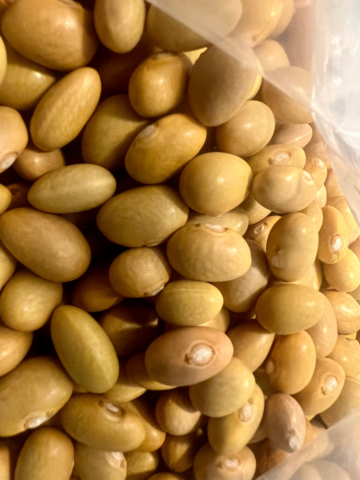 Ripkitty Organic Canary Mayocoba Bean Seeds | Heirloom Peruano Garden Legume