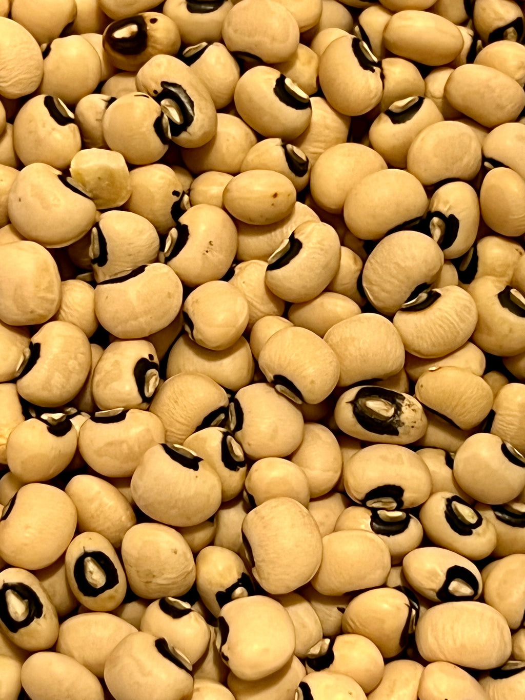 Ripkitty Organic Black Eyed Peas Seeds (Vigna Unguiculata) | Heirloom Garden Legume