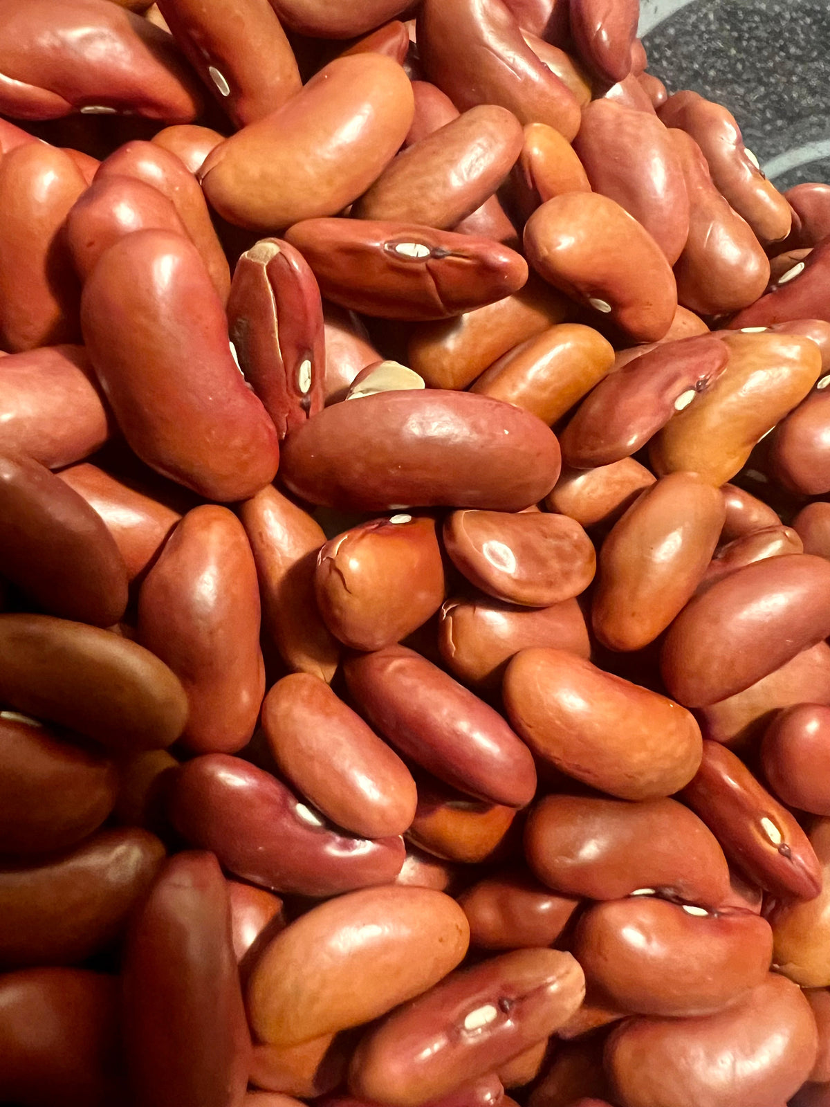 Ripkitty Premium Red Kidney Bean Seeds | Drought-Tolerant Garden Legumes