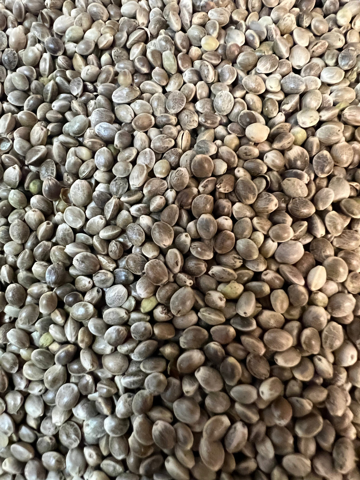 Ripkitty Premium Raw Viable Sprouts Organic Whole Hemp Seeds