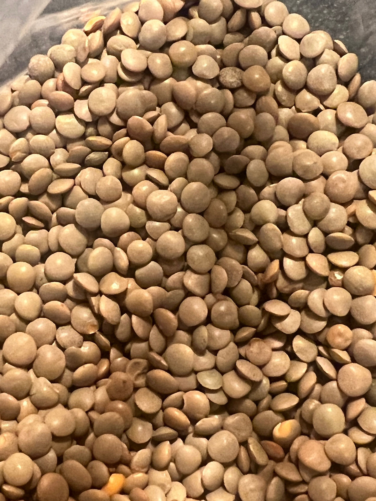 Ripkitty Premium Masoor Lentil Seeds (Lens Culinaris) | For Sprouting & Cooking