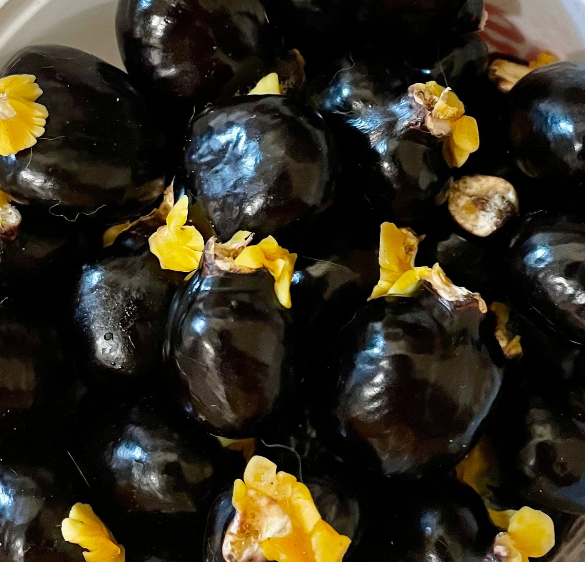 Ripkitty Ornamental "Soft" Ackee Seeds | Blighia Sapida Tropical Jamaican Botanical