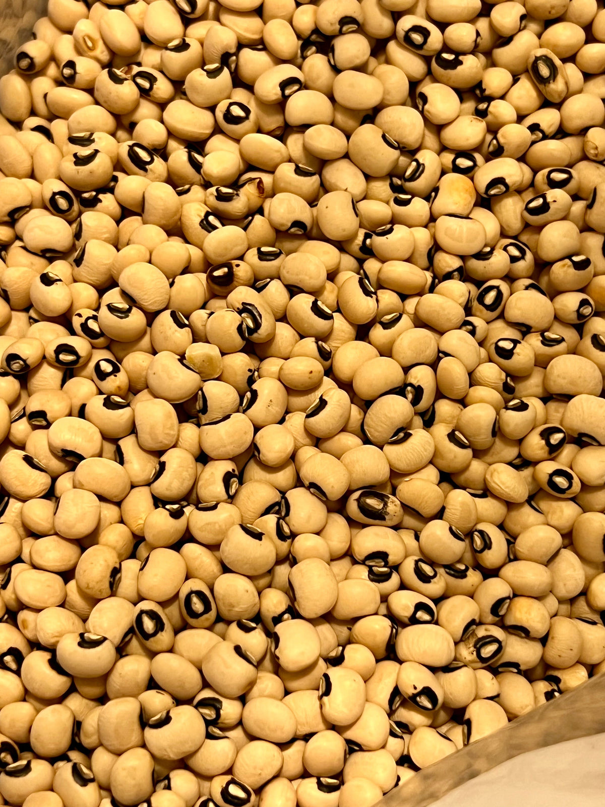Ripkitty Organic Black Eyed Peas Seeds (Vigna Unguiculata) | Heirloom Garden Legume