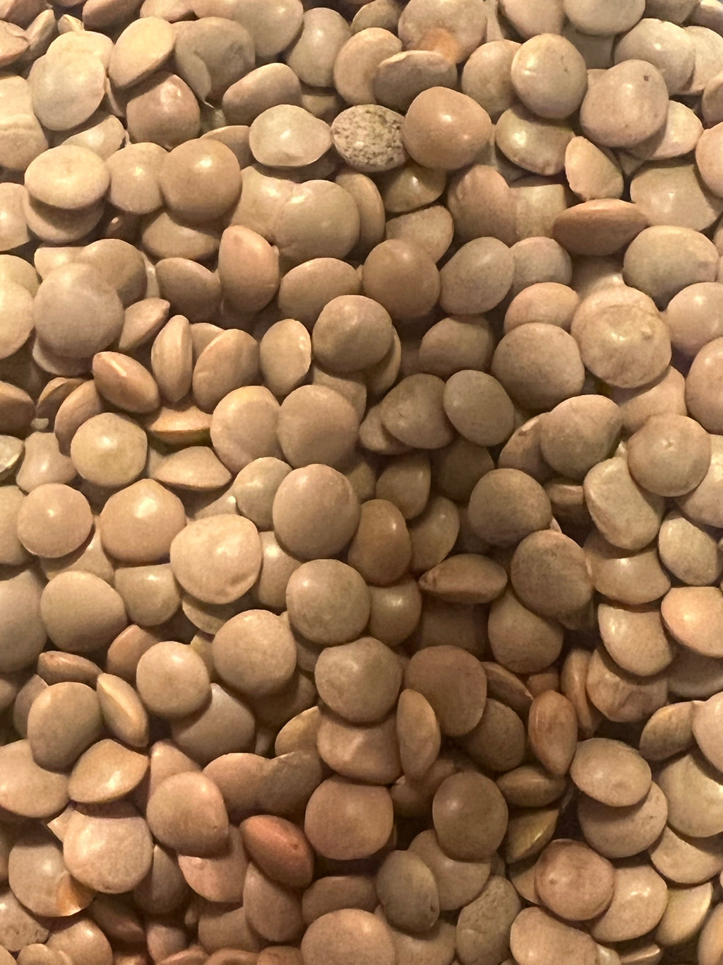Ripkitty Premium Masoor Lentil Seeds (Lens Culinaris) | For Sprouting & Cooking