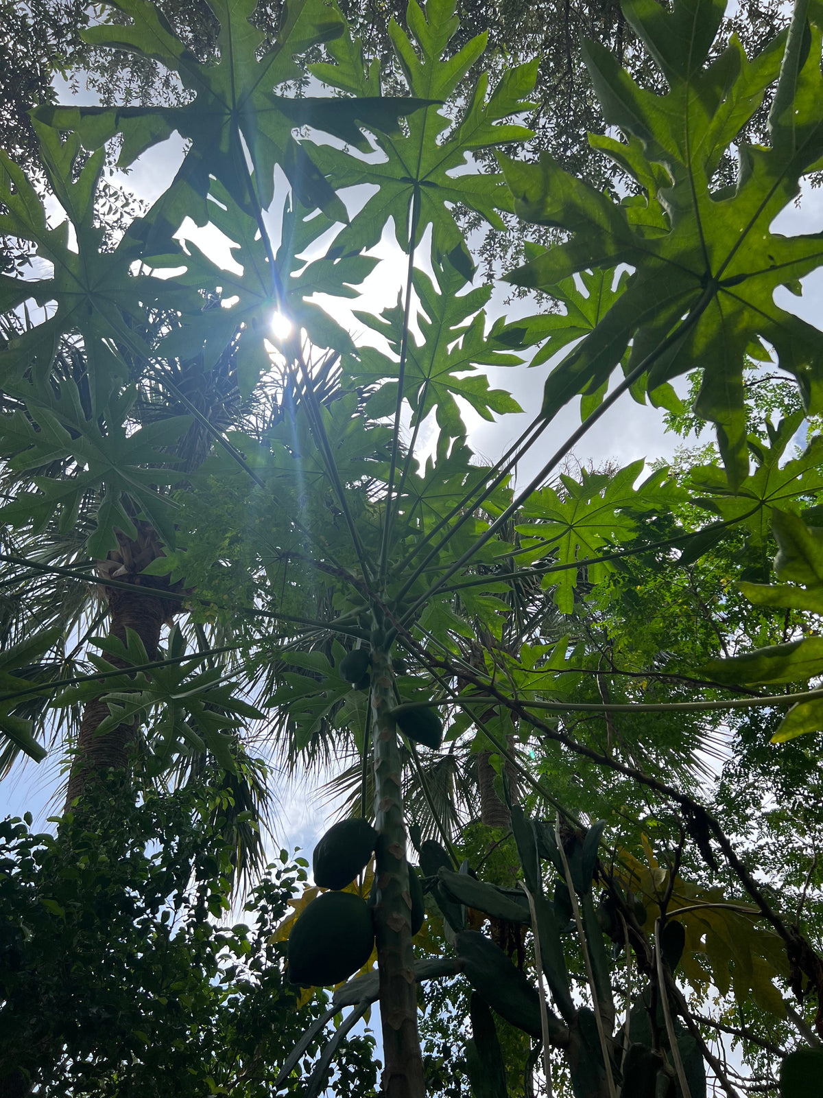 Ripkitty Premium Florida Papaya Seeds (Carica Papaya) | Tall Tropical Fruit Tree
