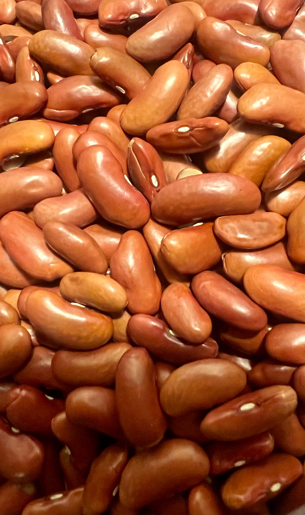 Ripkitty Premium Red Kidney Bean Seeds | Drought-Tolerant Garden Legumes